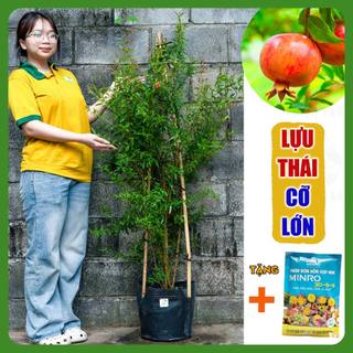 Cây Lựu Thái cỡ lớn THIỆN FARM quả ngọt đậm, thịt mọng nước, hạt mềm, trồng ăn quả, làm cảnh