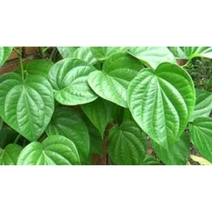 ​[Tươi Mới Mỗi Ngày] Lá Trầu Không Sạch Từ Vườn Nhà Trà Du Farm – Tươi, Xanh, Không Hóa Chất
