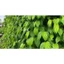 ​[Tươi Mới Mỗi Ngày] Lá Trầu Không Sạch Từ Vườn Nhà Trà Du Farm – Tươi, Xanh, Không Hóa Chất