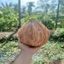 Dừa Già, Dừa Khô Nguyên Trái Trà Du Farm – Cơm Dày, Nước Ngọt, Làm Cốt Bao Béo