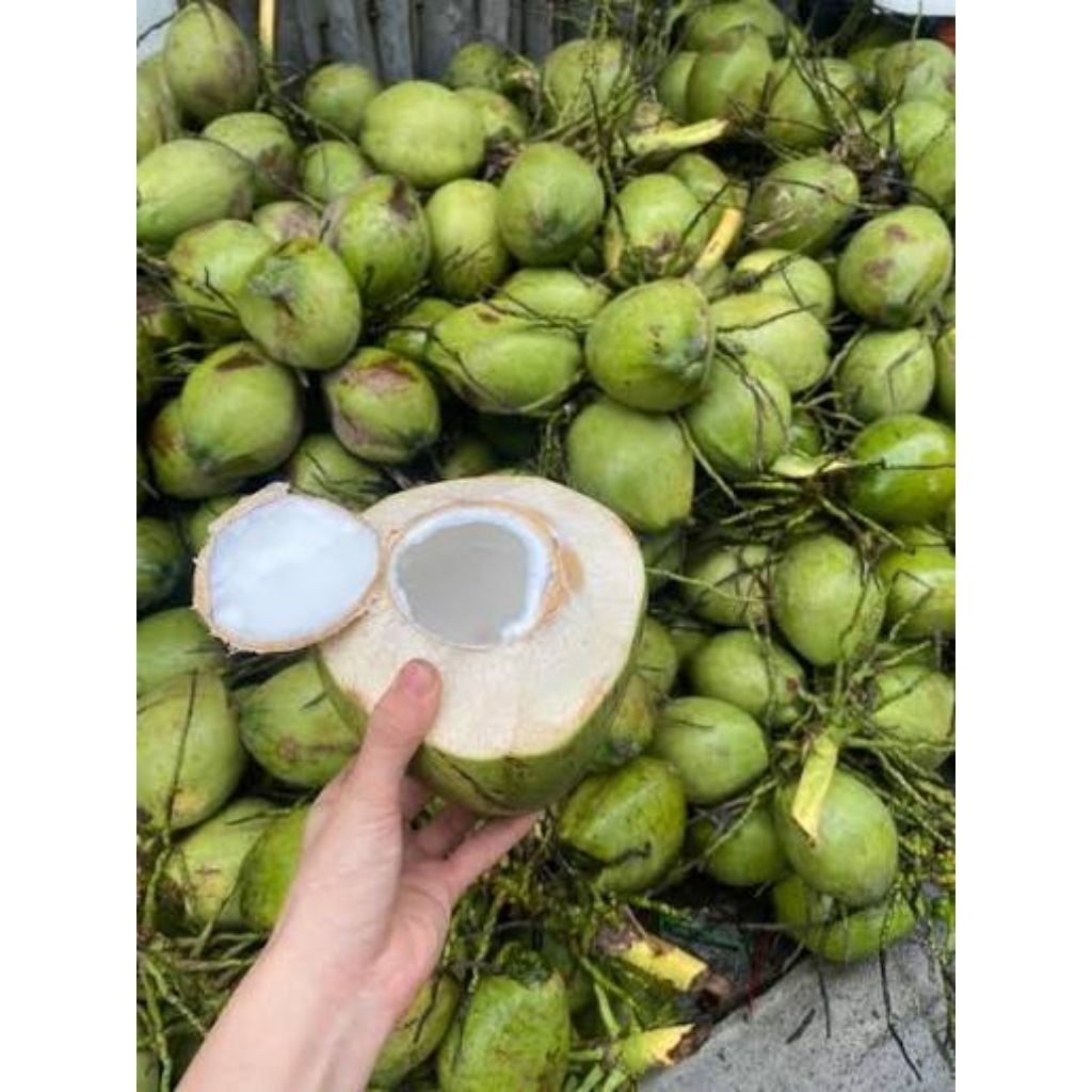 Dừa Xiêm Nguyên Trái Trà Du Farm - Dừa Tươi Bình Định Chuẩn Vườn, Ngọt Thanh, Giải Nhiệt Sảng Khoái
