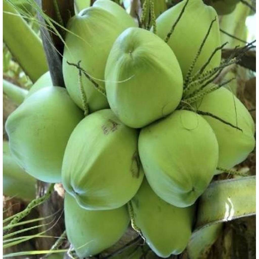 Dừa Xiêm Nguyên Trái Trà Du Farm - Dừa Tươi Bình Định Chuẩn Vườn, Ngọt Thanh, Giải Nhiệt Sảng Khoái
