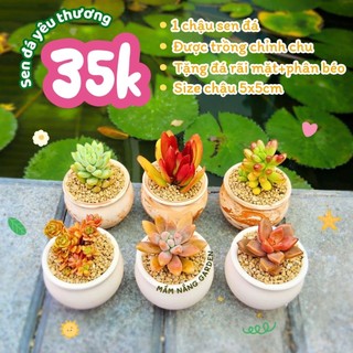 Sen Đá Trồng Sẵn Chậu Lu Đất Nung 5x5cm Màu Trắng/Loang Vintage - Decor Bàn Làm Việc Siêu Xinh - Mầm Nắng Garden