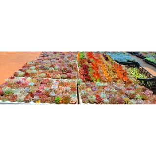 Sen Đá Trồng Sẵn Chậu Lu Đất Nung 5x5cm Màu Trắng/Loang Vintage - Decor Bàn Làm Việc Siêu Xinh - Mầm Nắng Garden