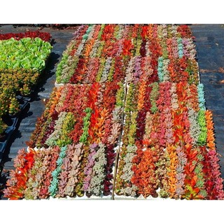Sen Đá Trồng Sẵn Chậu Lu Đất Nung 5x5cm Màu Trắng/Loang Vintage - Decor Bàn Làm Việc Siêu Xinh - Mầm Nắng Garden