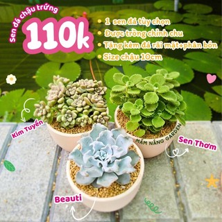 Sen Đá Trồng Sẵn Chậu đất nung Trứng 10cm Sang Trọng - Decor Bàn Làm Việc, Quà Tặng Ý Nghĩa - Mầm Nắng Garden