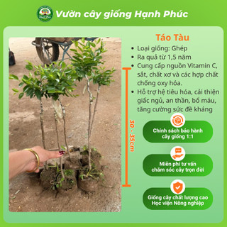 Cây giống HỒNG TÁO - TÁO TÀU Chuẩn Giống, Siêu Trái, Dễ Trồng, Nhiều Dinh Dưỡng, Tác dụng Y Dược