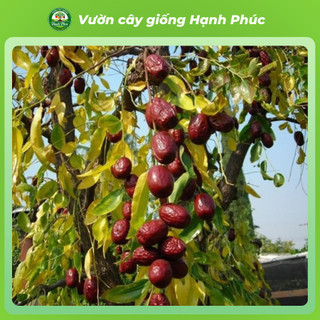 Cây giống HỒNG TÁO - TÁO TÀU Chuẩn Giống, Siêu Trái, Dễ Trồng, Nhiều Dinh Dưỡng, Tác dụng Y Dược