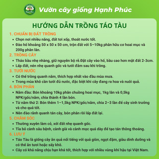 Cây giống HỒNG TÁO - TÁO TÀU Chuẩn Giống, Siêu Trái, Dễ Trồng, Nhiều Dinh Dưỡng, Tác dụng Y Dược