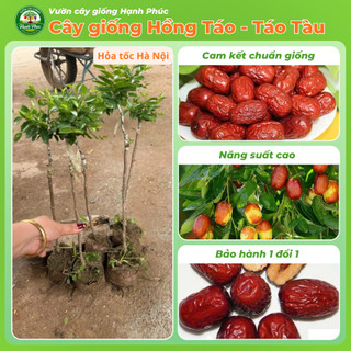 Cây giống HỒNG TÁO - TÁO TÀU Chuẩn Giống, Siêu Trái, Dễ Trồng, Nhiều Dinh Dưỡng, Tác dụng Y Dược