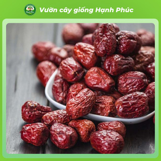 Cây giống HỒNG TÁO - TÁO TÀU Chuẩn Giống, Siêu Trái, Dễ Trồng, Nhiều Dinh Dưỡng, Tác dụng Y Dược