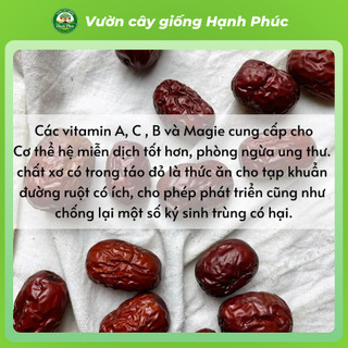 Cây giống HỒNG TÁO - TÁO TÀU Chuẩn Giống, Siêu Trái, Dễ Trồng, Nhiều Dinh Dưỡng, Tác dụng Y Dược