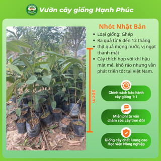 Cây giống BIWA - NHÓT NHẬT BẢN Siêu Trái, Thơm Ngon Đặc Biệt, Chuẩn Giống, Dễ Trồng, Năng Suất Cao - Hỏa tốc HN
