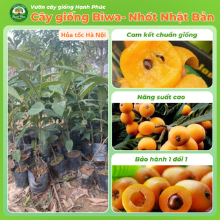 Cây giống BIWA - NHÓT NHẬT BẢN Siêu Trái, Thơm Ngon Đặc Biệt, Chuẩn Giống, Dễ Trồng, Năng Suất Cao - Hỏa tốc HN