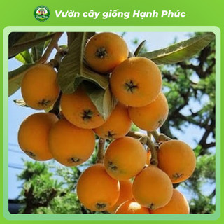 Cây giống BIWA - NHÓT NHẬT BẢN Siêu Trái, Thơm Ngon Đặc Biệt, Chuẩn Giống, Dễ Trồng, Năng Suất Cao - Hỏa tốc HN