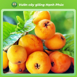 Cây giống BIWA - NHÓT NHẬT BẢN Siêu Trái, Thơm Ngon Đặc Biệt, Chuẩn Giống, Dễ Trồng, Năng Suất Cao - Hỏa tốc HN