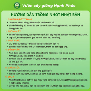 Cây giống BIWA - NHÓT NHẬT BẢN Siêu Trái, Thơm Ngon Đặc Biệt, Chuẩn Giống, Dễ Trồng, Năng Suất Cao - Hỏa tốc HN