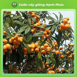 Cây giống BIWA - NHÓT NHẬT BẢN Siêu Trái, Thơm Ngon Đặc Biệt, Chuẩn Giống, Dễ Trồng, Năng Suất Cao - Hỏa tốc HN