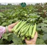 HẠT GIỐNG ĐẬU BẮP XANH TN 99-20gam-TRUNG NÔNG SEEDS