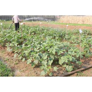 HẠT GIỐNG ĐẬU BẮP XANH TN 99-20gam-TRUNG NÔNG SEEDS