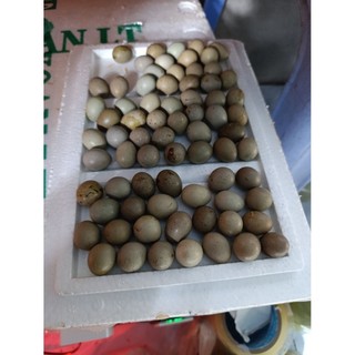 combo 30 + 5  trứng rutin ấp nở có cồ bao có phôi