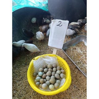 combo 30 + 5  trứng rutin ấp nở có cồ bao có phôi