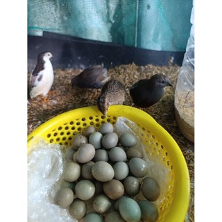 combo 30 + 5  trứng rutin ấp nở có cồ bao có phôi