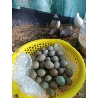 combo 30 + 5  trứng rutin ấp nở có cồ bao có phôi