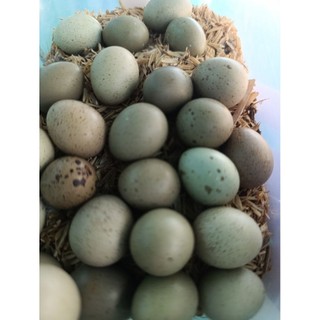 combo 30 + 5  trứng rutin ấp nở có cồ bao có phôi