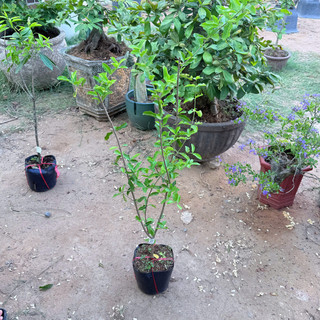 Cây Giống Sơ Ri KimBioFarm - Chuẩn Giống, Dễ Trồng, Sai Trái Cao 60cm-1m