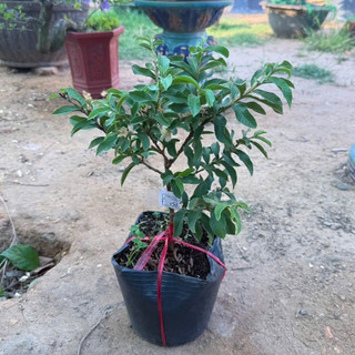 Cây Giống Ổi Sẻ Kim Bio Farm | Chuẩn Giống, Dễ Trồng, Nhanh Cho Trái