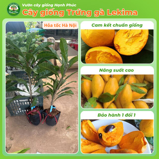 Cây giống TRỨNG GÀ LEKIMA dễ Trồng, Năng suất Cao, Trái lớn, Không Sâu Bệnh, Tỷ Lệ ra trái cao