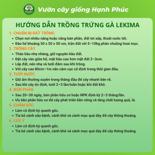 Cây giống TRỨNG GÀ LEKIMA dễ Trồng, Năng suất Cao, Trái lớn, Không Sâu Bệnh, Tỷ Lệ ra trái cao