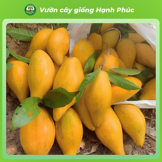 Cây giống TRỨNG GÀ LEKIMA dễ Trồng, Năng suất Cao, Trái lớn, Không Sâu Bệnh, Tỷ Lệ ra trái cao