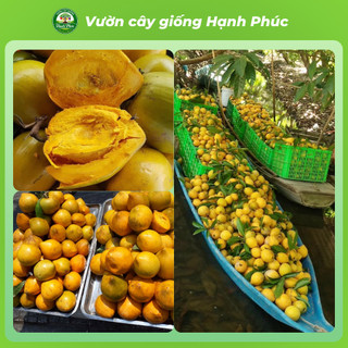 Cây giống TRỨNG GÀ LEKIMA dễ Trồng, Năng suất Cao, Trái lớn, Không Sâu Bệnh, Tỷ Lệ ra trái cao