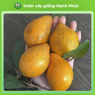 Cây giống TRỨNG GÀ LEKIMA dễ Trồng, Năng suất Cao, Trái lớn, Không Sâu Bệnh, Tỷ Lệ ra trái cao