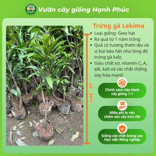 Cây giống TRỨNG GÀ LEKIMA dễ Trồng, Năng suất Cao, Trái lớn, Không Sâu Bệnh, Tỷ Lệ ra trái cao