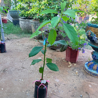 Cây Giống Bơ 034 | Kim Bio Farm | Cao 60cm-1m, Chuẩn Giống, Dễ Trồng, Nhanh Ra Trái