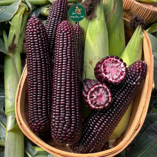Hạt giống Bắp Tím Thái Lan (Gói 15G) Mềm Dẻo Ngọt, Dễ Trồng, Năng Suất Cao