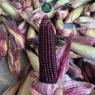 Hạt giống Bắp Tím Thái Lan (Gói 15G) Mềm Dẻo Ngọt, Dễ Trồng, Năng Suất Cao