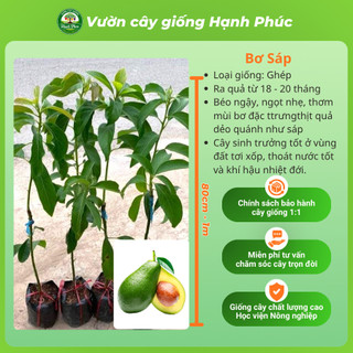 Cây giống BƠ - BƠ BẮC, BƠ 034, BƠ SÁP - Choai, Chuẩn Giống, Siêu Sai Quả, Dễ Trồng, Năng Suất Cao