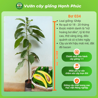 Cây giống BƠ - BƠ BẮC, BƠ 034, BƠ SÁP - Choai, Chuẩn Giống, Siêu Sai Quả, Dễ Trồng, Năng Suất Cao