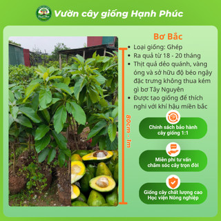 Cây giống BƠ - BƠ BẮC, BƠ 034, BƠ SÁP - Choai, Chuẩn Giống, Siêu Sai Quả, Dễ Trồng, Năng Suất Cao