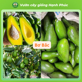 Cây giống BƠ - BƠ BẮC, BƠ 034, BƠ SÁP - Choai, Chuẩn Giống, Siêu Sai Quả, Dễ Trồng, Năng Suất Cao