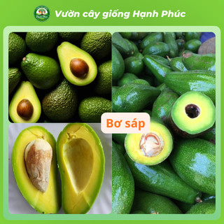 Cây giống BƠ - BƠ BẮC, BƠ 034, BƠ SÁP - Choai, Chuẩn Giống, Siêu Sai Quả, Dễ Trồng, Năng Suất Cao