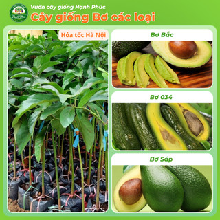Cây giống BƠ - BƠ BẮC, BƠ 034, BƠ SÁP - Choai, Chuẩn Giống, Siêu Sai Quả, Dễ Trồng, Năng Suất Cao