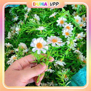 500g Điểm Cúc My Cúc Tana Trang Trí Hộp Quà - Giỏ Quà DUHA 012