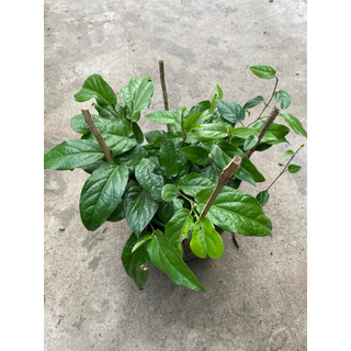 Chậu cây tiêu lốt ( tiêu dài)