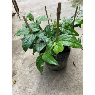 Chậu cây tiêu lốt ( tiêu dài)