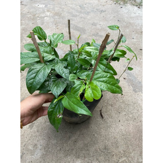 Chậu cây tiêu lốt ( tiêu dài)